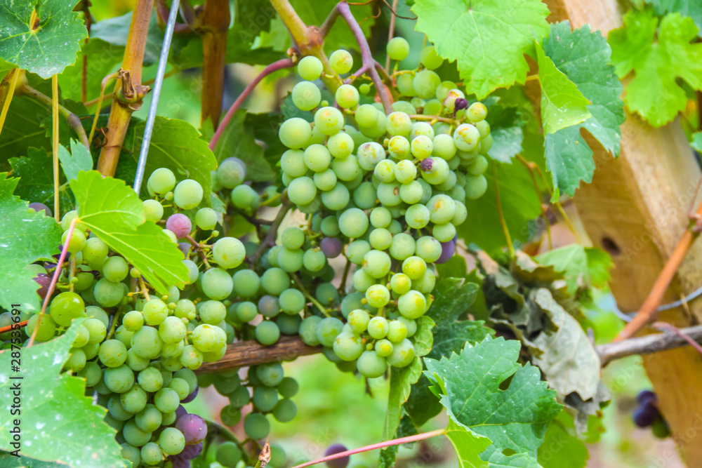 large bunch of white grapes hanging on a vine