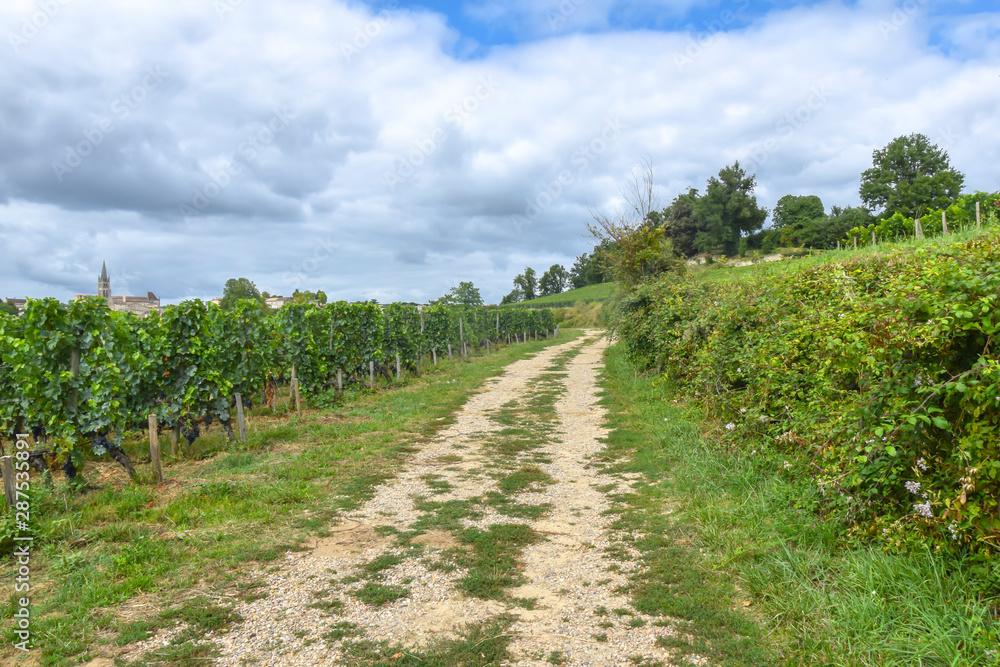 road along the rows of vineyards landscape