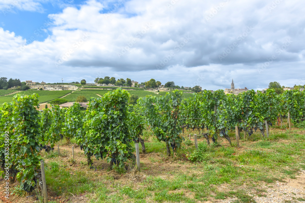 many rows vineyard grape view landscape