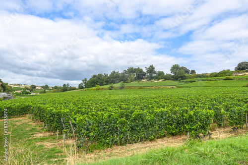 many rows of vineyards panoramic view