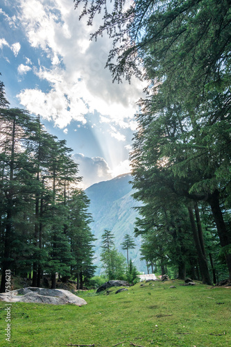 Pine tree forest in himalayas