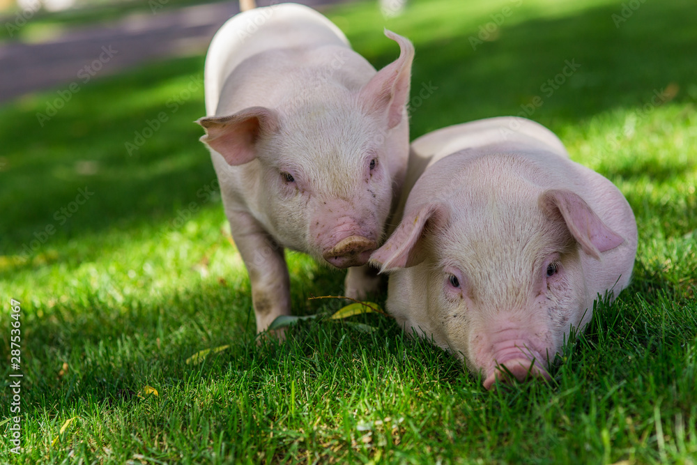 pig on farm pig on farm
