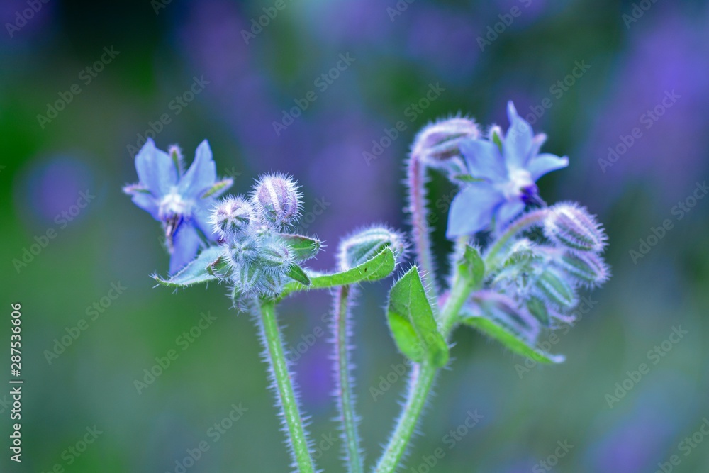 Blue borage bud flowers ( Borago officinalis ) Blue borage bud flowers ( Borago officinalis )
