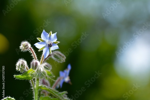 Borage flowers and buds ( Borago officinalis ) with many green nature