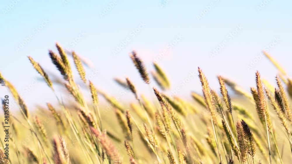 CLOSE UP of Wheat Grass Moving In The Wind On A Sunny Day CLOSE UP of Wheat Grass Moving In The Wind On A Sunny Day