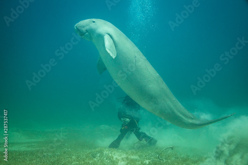 Dugong in the Red Sea at Marsa Alam, in Egypt rising to the surface