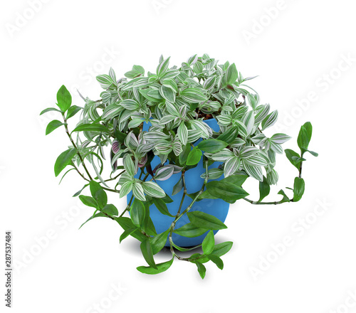 Tradescantia (Zebrina pendula), inchplant or wandering jew