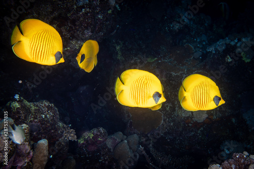 Butterfly fish swimming in the Red Sea, Egupt in the shallows of the coral reef. photo