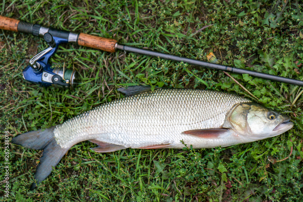 fishing catch – big Aspius over grass fishing catch – big Aspius over grass