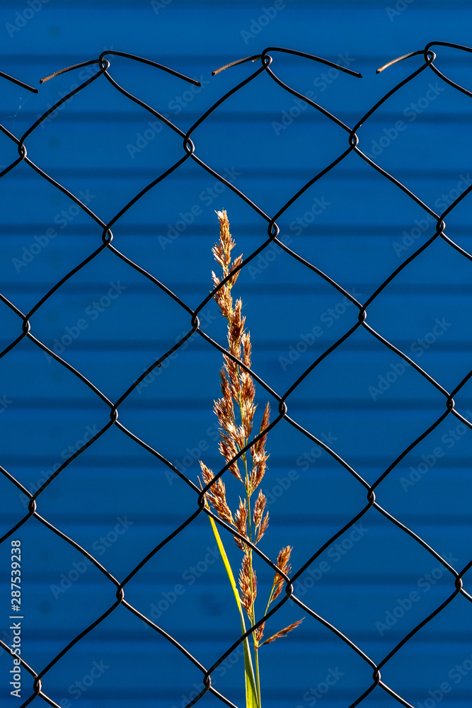 Single blade of grass in sunny light at the mesh fence on a blue background