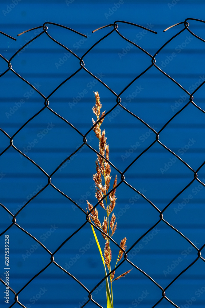 Single blade of grass in sunny light at the mesh fence on a blue background Single blade of grass in sunny light at the mesh fence on a blue background