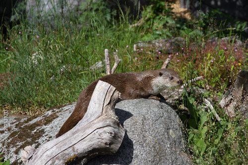 Otter drying on a rock after swimming