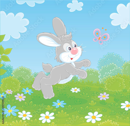 Little grey long-eared rabb...