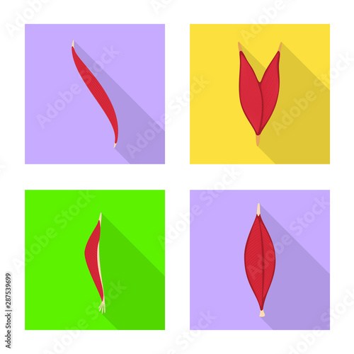 Vector design of muscle and cells icon. Collection of muscle and anatomy stock vector illustration.