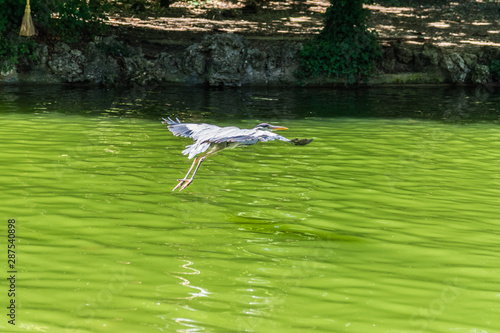 crane flying above water pond