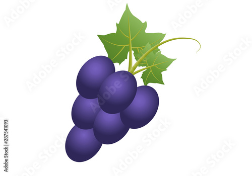 Racimo de uvas moradas sobre fondo blanco.