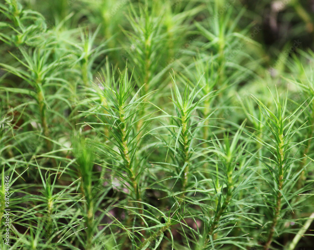 Top view of green moss. Top view of green moss.