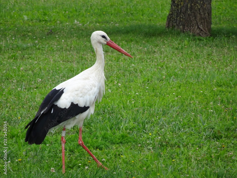 Fototapeta premium Der Storch im Elsass