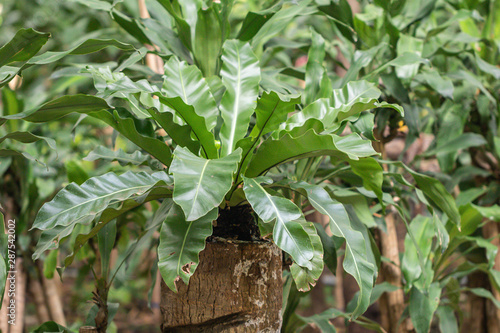 Asplenium Nidus or Bird's nest fern in a garden.Nest fern green leave in nature background. photo