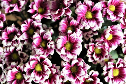 pink flowers background © Ulf