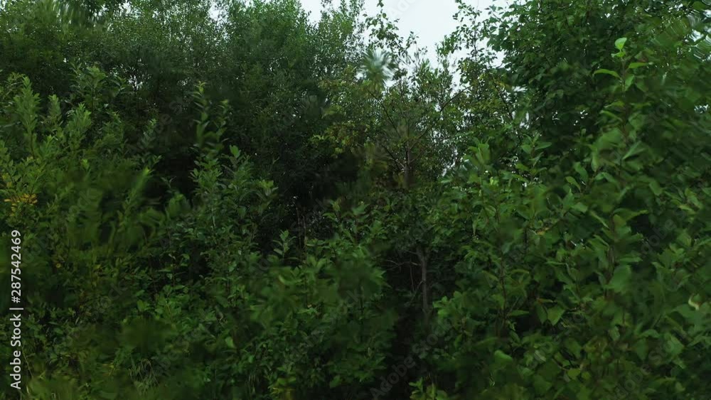 Stable shot as raindrops falling on the window than flowing down. View through a wet window to a lush green forest on a rainy day. Stable shot as raindrops falling on the window than flowing down. View through a wet window to a lush green forest on a rainy day.