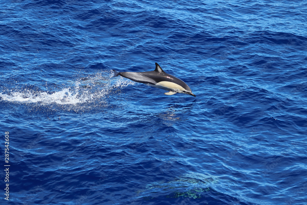 Naklejka premium Dolphin jumping in the ocean. Common dolphin Delphinus delphis swimming in natural habitat. Marine mammal in Norht Pacific ocean.