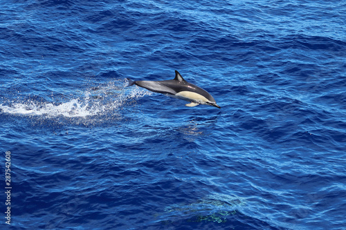 Dolphin jumping in the ocean. Common dolphin Delphinus delphis swimming in natural habitat. Marine mammal in Norht Pacific ocean.