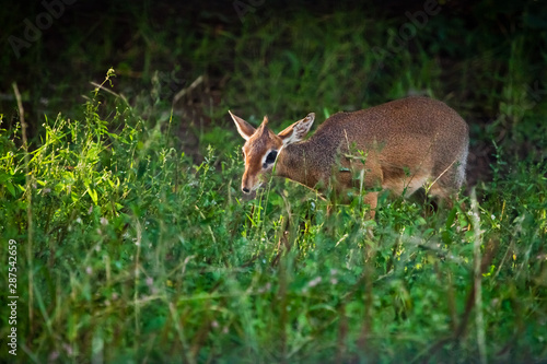 Fototapeta Naklejka Na Ścianę i Meble -  cutie among the greens. Kirk's dik-dik  is a small antelope native to Eastern Afric on a green background, sunset light.