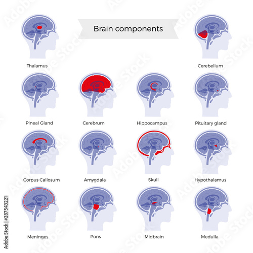 Set of vector illustration of brain components  photo