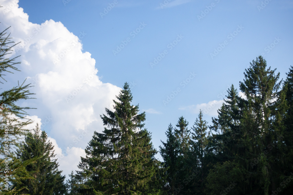fir trees blue sky with clouds background fir trees blue sky with clouds background