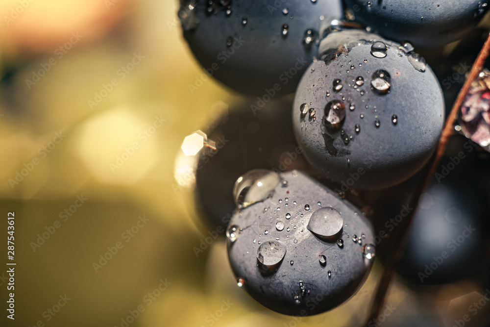 Close up beautiful fresh blue grape grains background. Macro view. - obrazy, fototapety, plakaty 