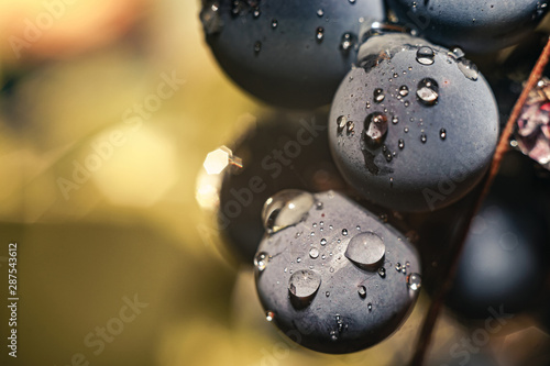Close up beautiful fresh blue grape grains background. Macro view.
