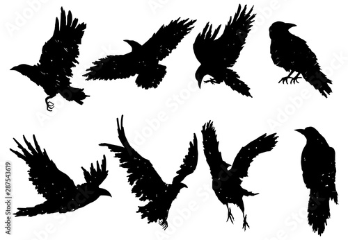 Set of ravens. A collection of black crows. Silhouette of a flying crow. Vector illustration of ravens silhouette. Grunge bird tattoo.