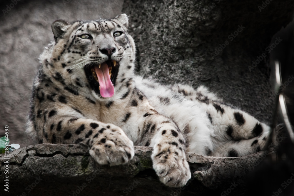 Red mouth greedy. Powerful predatory cat snow leopard sits on a rock close-up. Red mouth greedy. Powerful predatory cat snow leopard sits on a rock close-up.