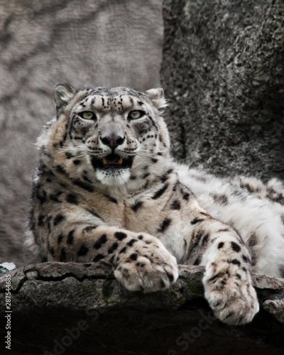 Clean eyes look Chic pose domineering look. Powerful  predatory cat snow leopard sits on a rock close-up.