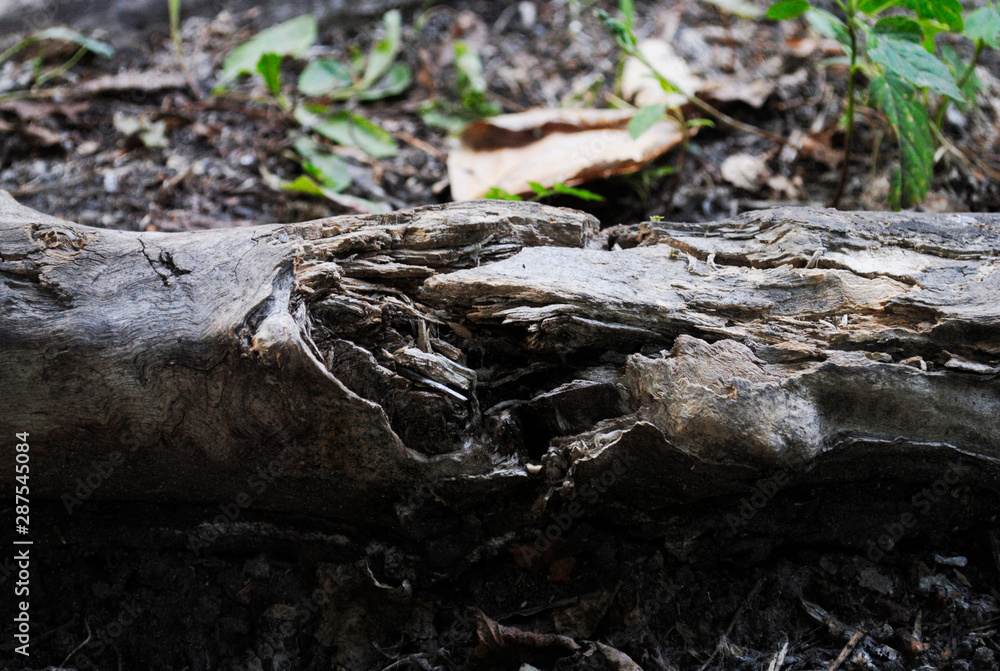 stump stump