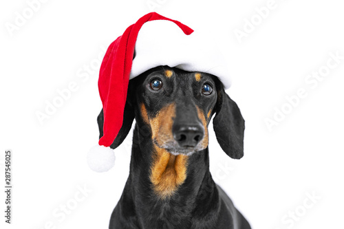Close up portrait of funny beautiful dog breed dachshund, black and tan, wearing red christmas santa hat, not isolated on white background
