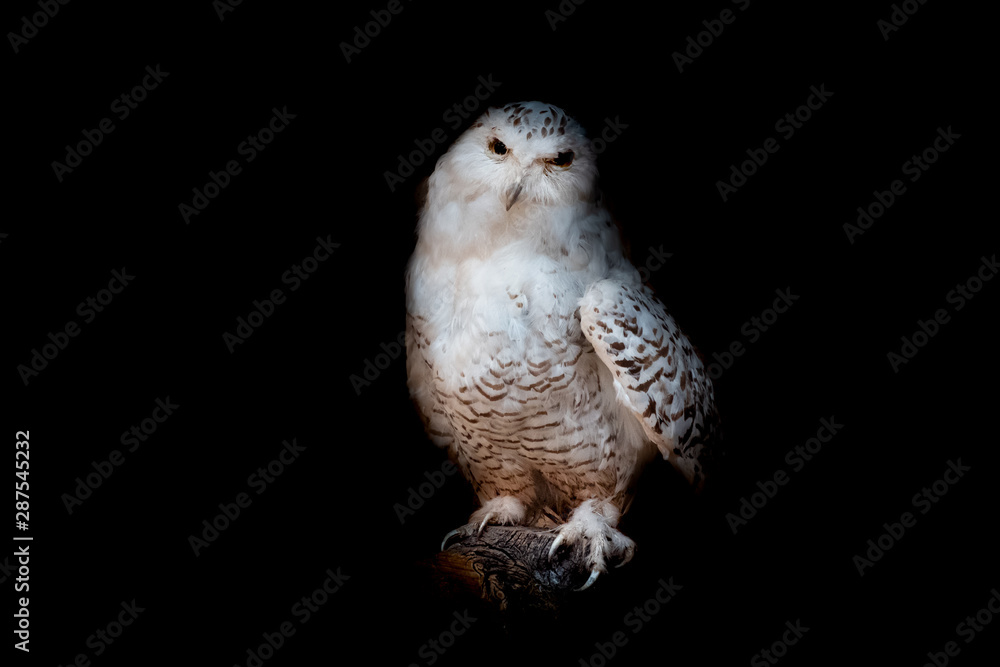 Fototapeta premium Vögel in der Natur