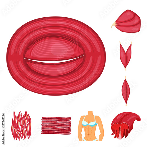 Vector illustration of muscle and cells logo. Set of muscle and anatomy stock symbol for web.