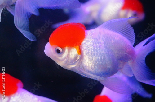 Red lionhead goldfish swim in the pool