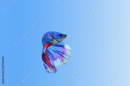 Wallpaper Mural betta fish, Siamese fighting fish have a blue-red color, Torontodigital.ca