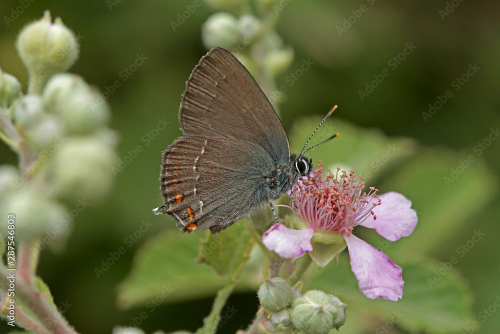 Fototapeta premium Great love butterfly ; Satyrium ilicis