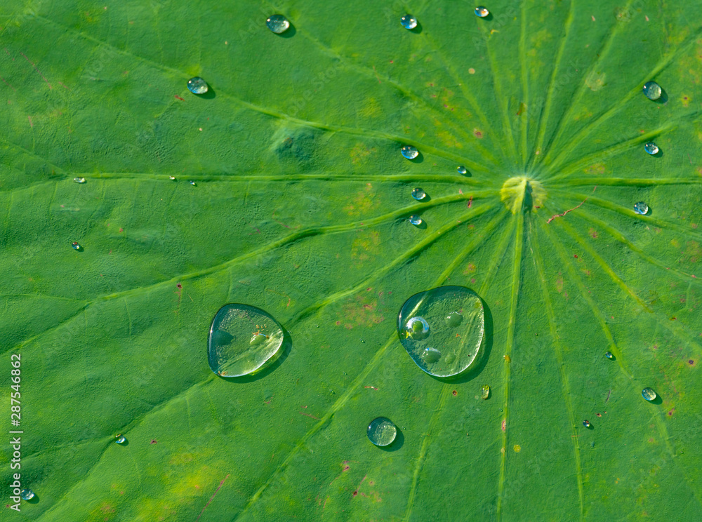 Water beads on lotus leaves and lotus leaves on lakes Water beads on lotus leaves and lotus leaves on lakes