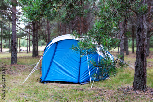 Tent in a pine forest. Tourism. In the foreground are pine branches.