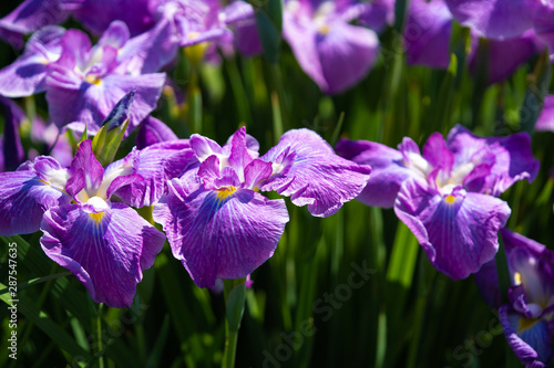 菖蒲の写真