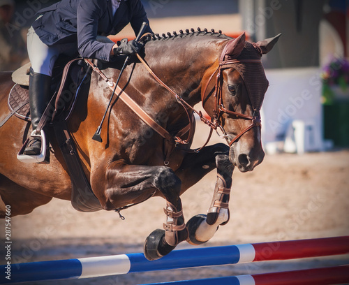 A chestnut horse, dressed in brown horse gear, with a rider in the saddle jumps over a high red and blue barrier at jumping competitions.