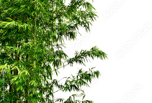 Fototapeta Naklejka Na Ścianę i Meble -  Bamboo tree isolated on white background