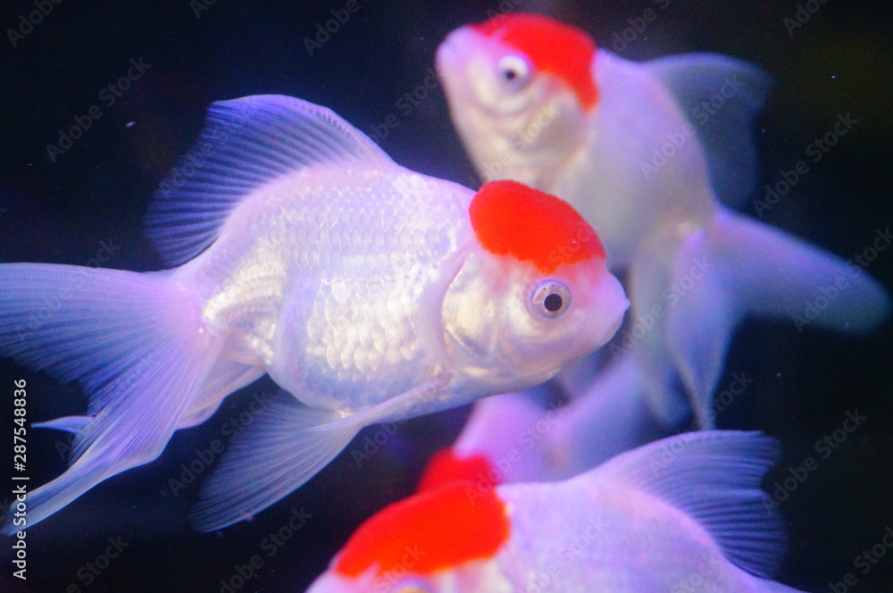 Red lionhead goldfish swim in the pool Red lionhead goldfish swim in the pool