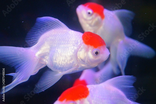 Red lionhead goldfish swim in the pool © feng67