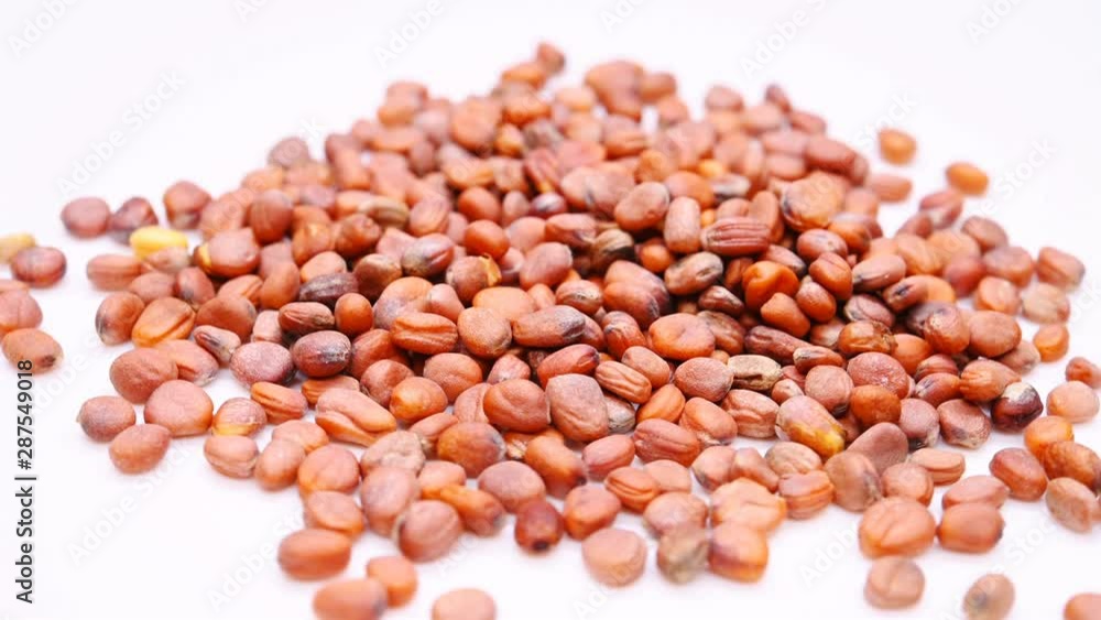 side view herb medicine Laifuzi or Raphani Semen or Garden Radish Seed rotate and pause side view herb medicine Laifuzi or Raphani Semen or Garden Radish Seed rotate and pause